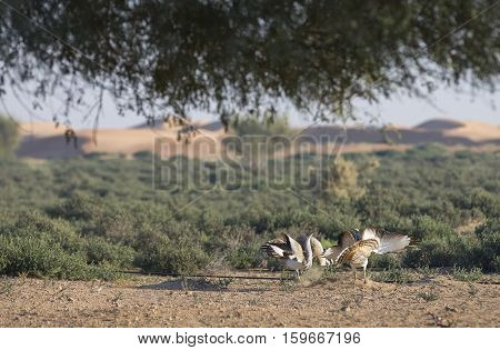 two Houbara bustards (chlamydotis undulata) fighting in a desert near dubai