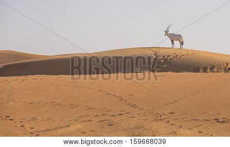 Arabian Oryx (oryx leucoryx) in a desert near Dubai
