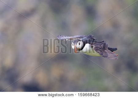 Puffin fly from a cliff ledge with short wings to the ocean for fishing