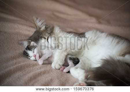 A Cat sleeping with kitten and hugs him