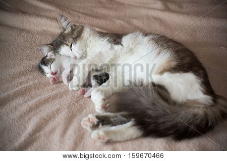 A Cat sleeping with kitten and hugs him