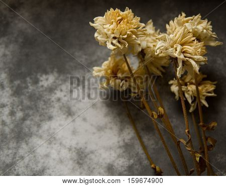 Codolence card with dry flowers on dark background