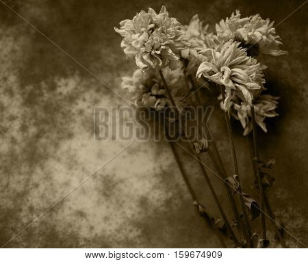 Codolence card with dry flowers on dark background