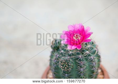 Closed up flower of cactus show nature concept