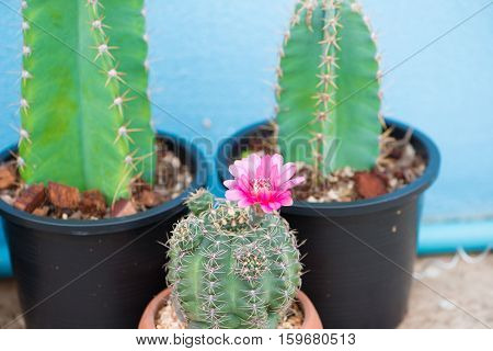 Cactus and flower in pot show nature concept