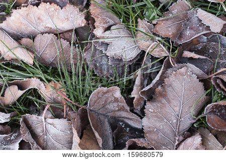 Leaves and grass with hoarfrost autumn morning as a background.