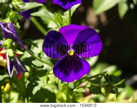 Violet