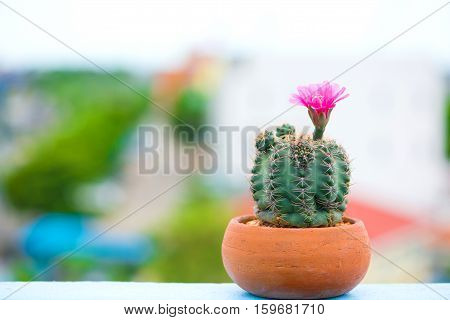Closed up cactus and flower in pot