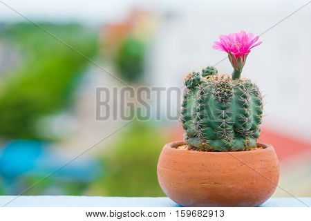 Cactus and flower in pot show nature concept