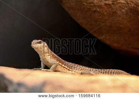 Lizard / The close-up of a lizard on rock