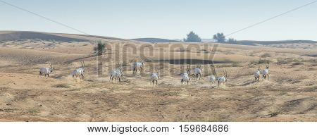 Arabian Oryx (oryx leucoryx) in a desert near Dubai