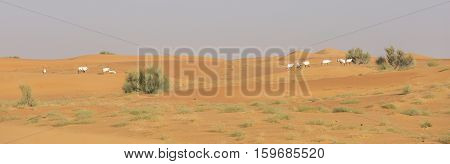 Arabian Oryx (oryx leucoryx) in a desert near Dubai