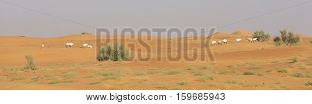 Arabian Oryx (oryx leucoryx) in a desert near Dubai