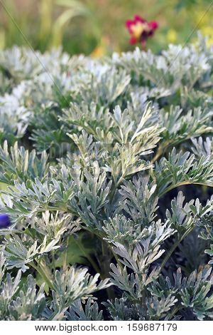 Artemisia Absinthium