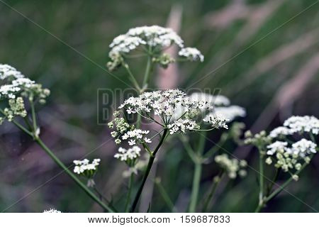 White Wildflower Aegopodium Podagraria