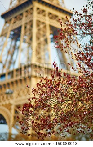 Spring In Paris