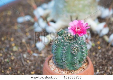 Closed up cactus and flower in pot