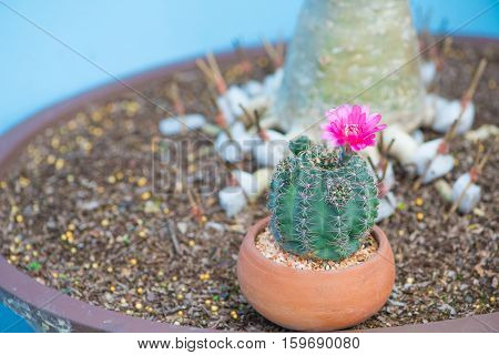 Cactus and flower in pot show nature background