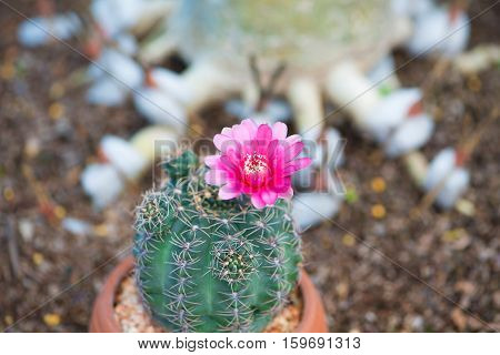 Cactus and flower in pot show nature background