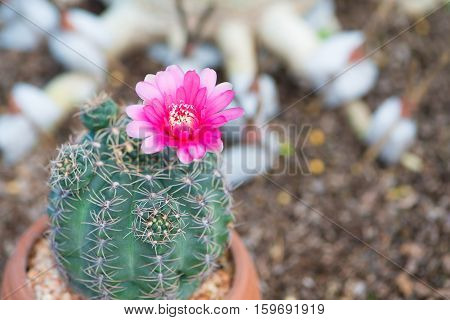 Pink flower of cactus show nature background