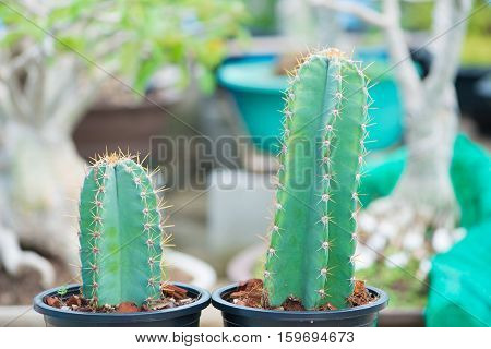 Closed up cactus in flower pot of garden