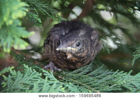 Nestling fledgling sitting in the bushes .