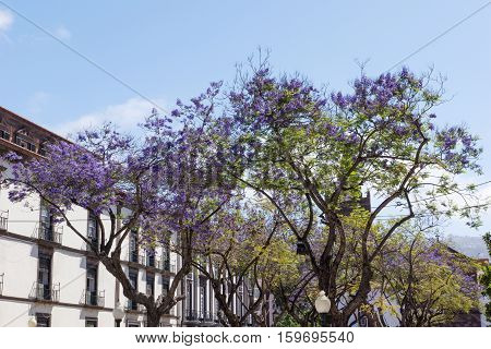 Beautiful purple Jacaranda tree in park, closeup Jacaranda mimosifolia