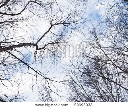 The sky and the branches of the poplar. Poplar in the winter. Poplar background. The background for the text.