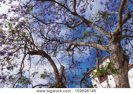 Beautiful purple Jacaranda tree in park, closeup Jacaranda mimosifolia