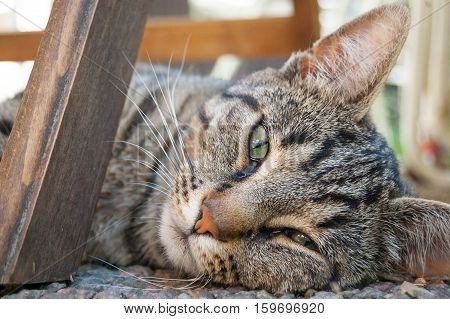 Gray Cat Half Asleep Outside at Summer