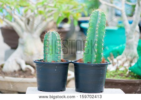 Closed up cactus in flower pot on nature background