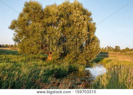 Willow on the bank of the creek among the tall grass, summer evening