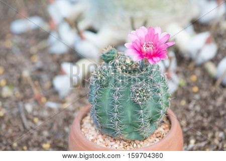 Cactus and flower in pot show nature background