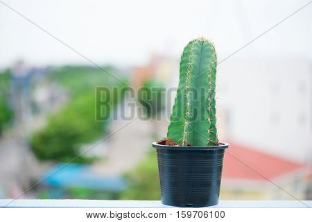Closed up cactus in flower pot show nature concept