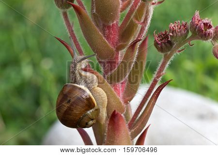Snails / Snails crawling slowly through the plant