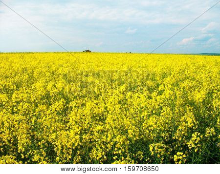 a carpet of flowers rpace on the field