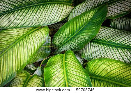 Green leaf texture pattern leaves on dark and light tone for background