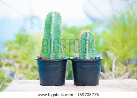 Closed up cactus in flower pot show nature concept