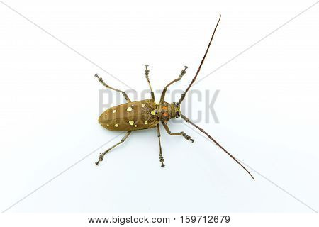 Long-horned Beetle (Dorysthenes walkeri Waterhouse) and wings with yellow polka dots on white background