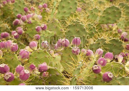 Flora Of Gran Canaria - Opuntia Stricta