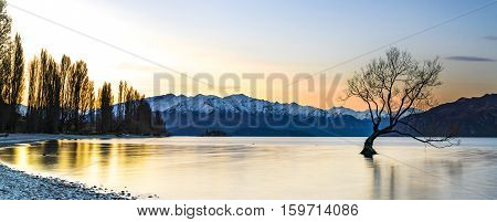 Tree during sunset at Wanaka Lake New Zealand