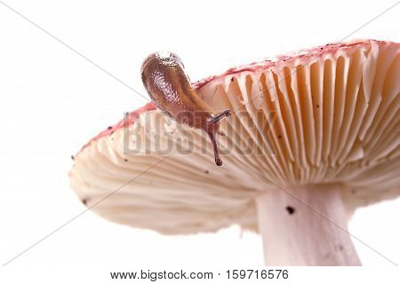 Animal Slug on mushroom russula hat isolated on white background