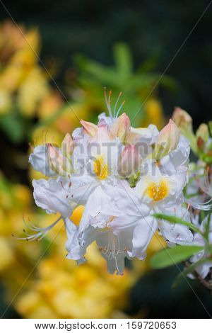 White and yellow-flowered azalea called Rhododendron occidentale in spring garden.