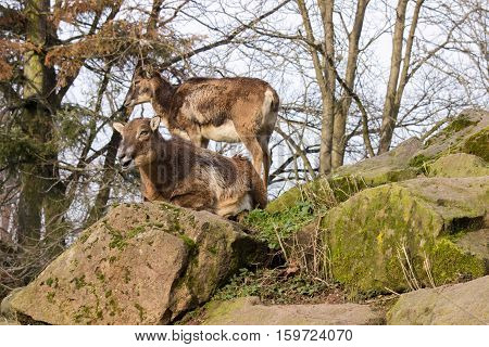 Alpine Mufflon in the forest On the rock