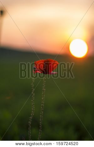 blooming poppies at sunset in the green field