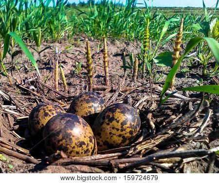 nest of quail camouflaged in the grass