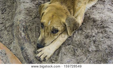 sad dog brown alone street abandoned eyes