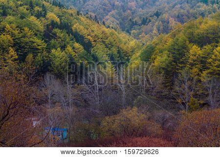 autumn trees forest stand stand orange light morning