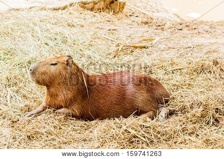 Big Capybara (hydrochoerus hydrochaeris) in the zoo