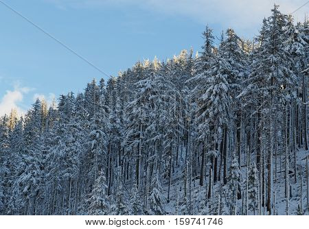 Evening falls on snow covered fir trees in the Deschutes National Forest on the Santiam Pass on a winter afternoon. The tips of the trees remain lit at this time of day.